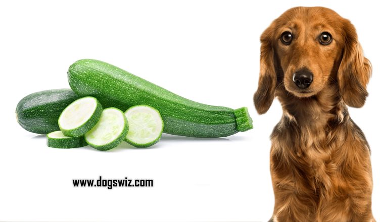 Can Dogs Eat Zucchini? Incredible Health Benefits of Feeding Zucchini to Dogs