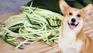 Can Dogs Eat Raw Zucchini? A Super-Healthy Vegetable That’s Perfect for Dogs