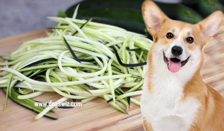 Can Dogs Eat Raw Zucchini? A Super-Healthy Vegetable That’s Perfect for Dogs