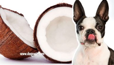 Can Dogs Eat Coconut? Here’s How To Make Sure Your Dog Eats Coconut Safely