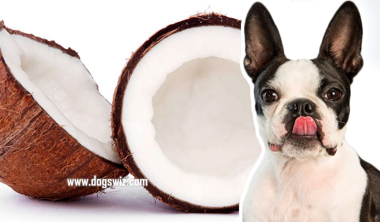 Can Dogs Eat Coconut? Here’s How To Make Sure Your Dog Eats Coconut Safely