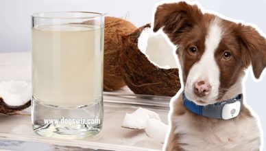 Can Dogs Drink Coconut Water? Top Health Benefits Of Coconut Water For Dogs