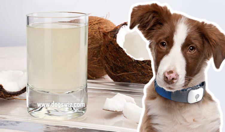 Can Dogs Drink Coconut Water? Top Health Benefits Of Coconut Water For Dogs