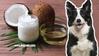 Can Dogs Eat Coconut Oil? 10 Amazing Health Benefits Of Coconut Oil For Dogs