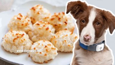 Can Dogs Eat Coconut Cookies? Is It Safe For Your Dog To Eat A Coconut Cookie?