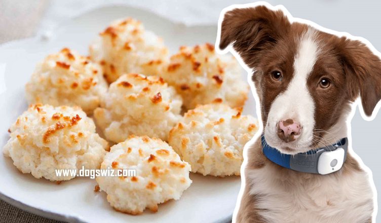 Can Dogs Eat Coconut Cookies? Is It Safe For Your Dog To Eat A Coconut Cookie?