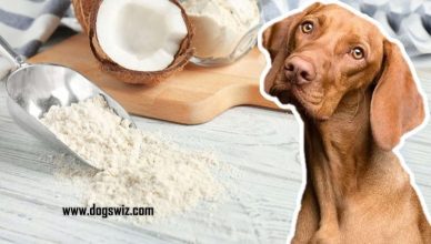 Can Dogs Eat Coconut Flour? The Pros and Cons of Feeding Your Dog Coconut Flour