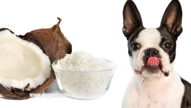 Can Dogs Eat Coconut Shreds? How To Feed A Dog Coconut Shreds For A Healthy Diet