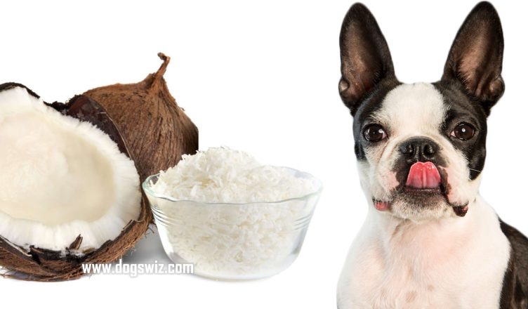 Can Dogs Eat Coconut Shreds? How To Feed A Dog Coconut Shreds For A Healthy Diet