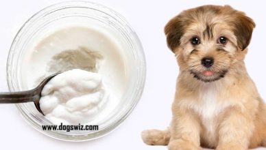 Can Dogs Eat Coconut Yogurt? Yes. Here’s Everything You Need To Know