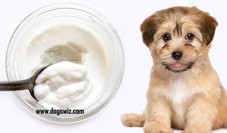 Can Dogs Eat Coconut Yogurt? Yes. Here’s Everything You Need To Know