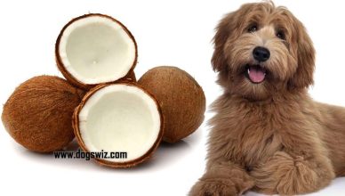 Can Dogs Eat Dried Coconut? 4 Important Things To Know Before Giving Dried Coconuts To Dogs