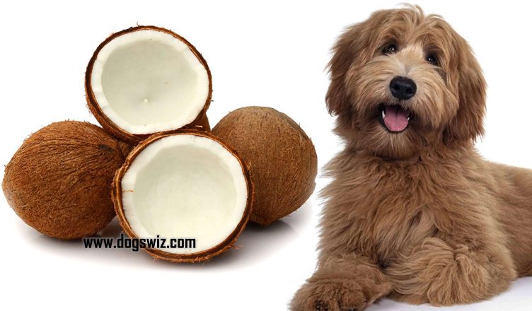 Can Dogs Eat Dried Coconut? 4 Important Things To Know Before Giving Dried Coconuts To Dogs