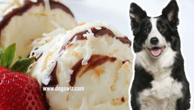 Can Dogs Eat Coconut Ice Cream? All Your Questions About Coconut Ice Cream For Dogs Answered