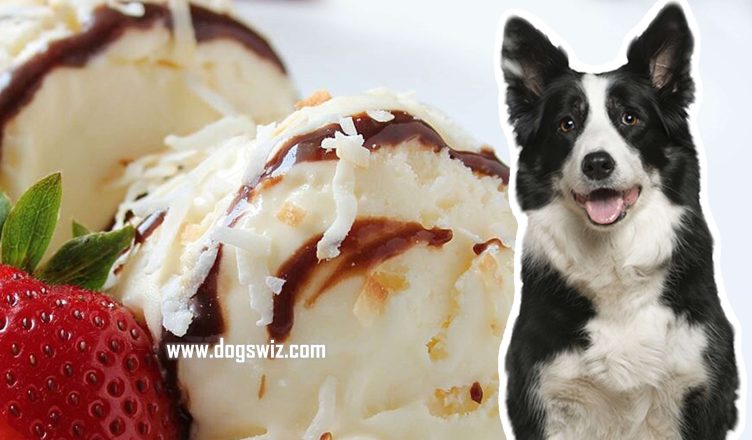 Can Dogs Eat Coconut Ice Cream? All Your Questions About Coconut Ice Cream For Dogs Answered