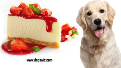 Can Dogs Eat Strawberry Cake? What You Need To Know!