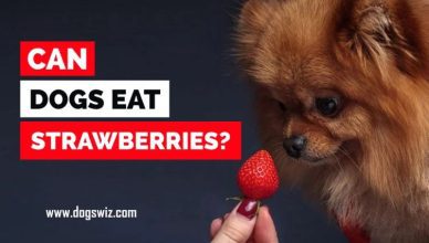 Can Dogs Eat Strawberries? Yes They Can! But Not Always…