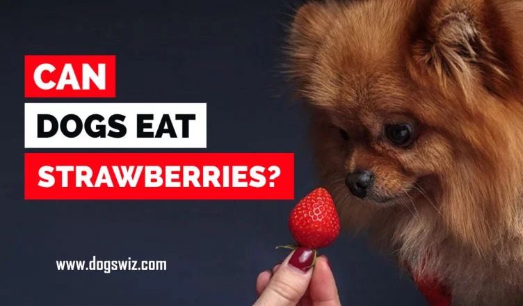 Can Dogs Eat Strawberries? Yes They Can! But Not Always…