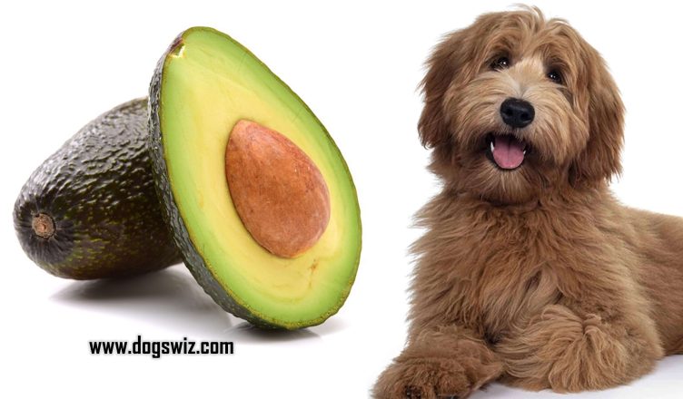 Can Dogs Eat Avocado? Yes! But Know This First…