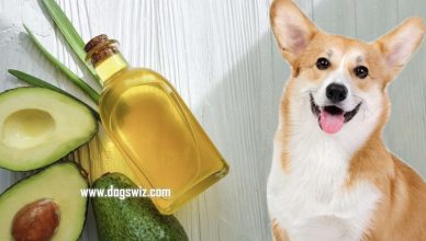 Can Dogs Eat Avocado Oil? Here Is the Right Amount of Avocado Oil for Dogs
