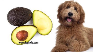 Can Dogs Eat Avocado Pits? This Is Why Avocado Pits Are Toxic to Dogs!