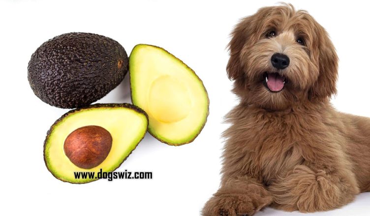 Can Dogs Eat Avocado Pits? This Is Why Avocado Pits Are Toxic to Dogs!