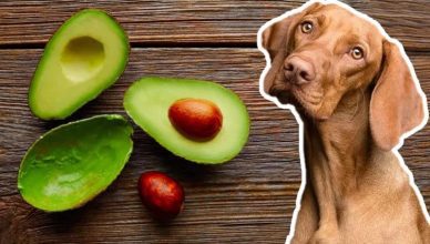 Can Dogs Eat Avocado Skin? No! Here’s Why…