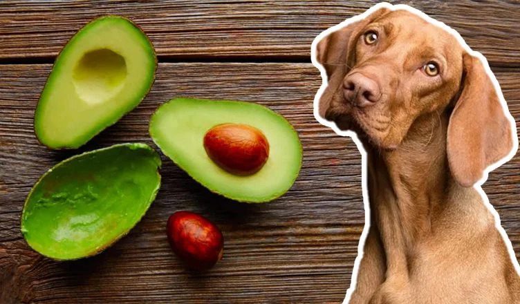 Can Dogs Eat Avocado Skin? No! Here’s Why…