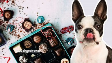 Can Dogs Eat Chocolate? How Chocolate Is Dangerous To Dogs: Explained