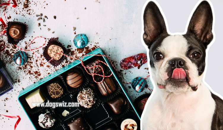Can Dogs Eat Chocolate? How Chocolate Is Dangerous To Dogs: Explained