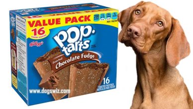 Can Dogs Eat Chocolate Pop Tarts? No! Here Is Why Chocolate Pop Tarts Are Poisonous To Dogs