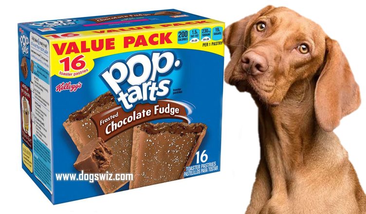 Can Dogs Eat Chocolate Pop Tarts? No! Here Is Why Chocolate Pop Tarts Are Poisonous To Dogs