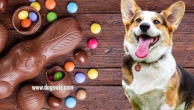 Can Dogs Die If They Eat Chocolate? Chocolate Toxicity In Dogs Explained