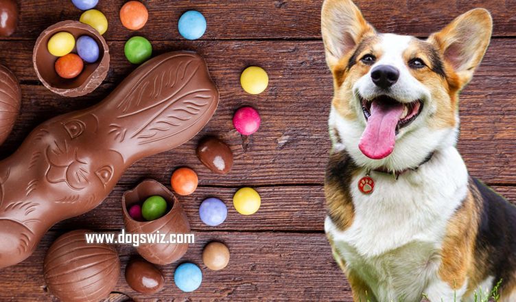 Can Dogs Die If They Eat Chocolate? Chocolate Toxicity In Dogs Explained