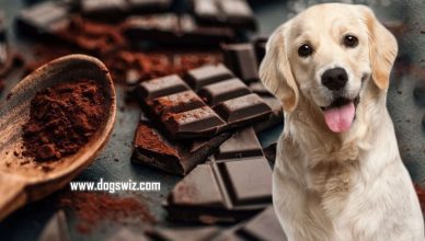 Can Dogs Eat Dark Chocolate? 7 Reasons Why Dark Chocolate Is Bad for Dogs