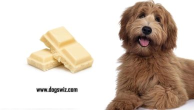 Can Dogs Eat White Chocolate? Here’s What You Should Know!