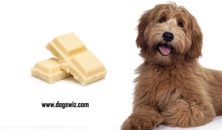 Can Dogs Eat White Chocolate? Here’s What You Should Know!
