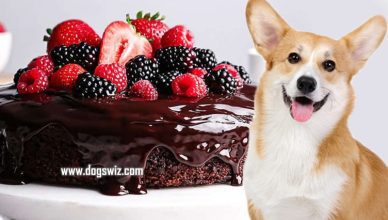 Can Dogs Eat Chocolate Cake? How Eating Chocolate Cake Can Be Dangerous To Dogs