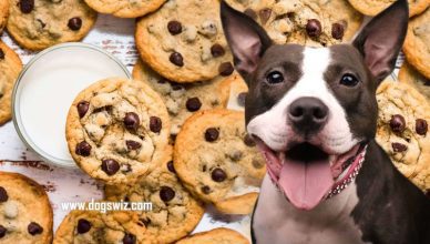 Can Dogs Eat Chocolate Chip Cookies? Yes, But Know These 4 Precautions First!