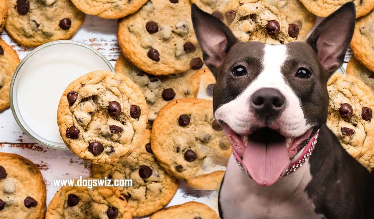 Can Dogs Eat Chocolate Chip Cookies? Yes, But Know These 4 Precautions First!