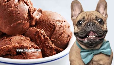 Can Dogs Eat Chocolate Ice Cream? 5 Reasons Why Chocolate Ice Cream Is Toxic To Dogs
