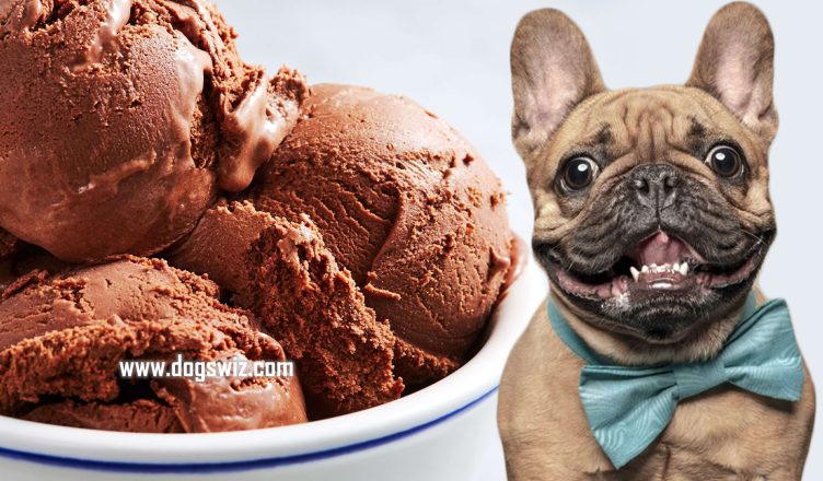 Can Dogs Eat Chocolate Ice Cream? 5 Reasons Why Chocolate Ice Cream Is Toxic To Dogs