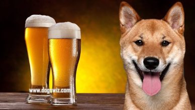 Can Dogs Drink Beer? No, Here’s Why Dogs Cannot Drink Beer!
