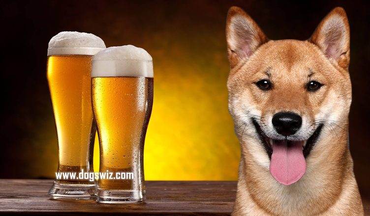 Can Dogs Drink Beer? No, Here’s Why Dogs Cannot Drink Beer!