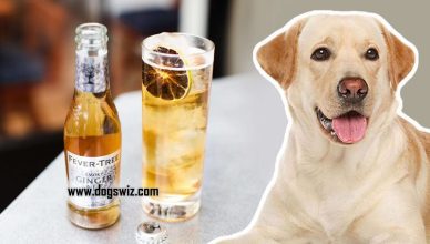 Can Dogs Drink Ginger Ale? Yes, But You Should Know This First…