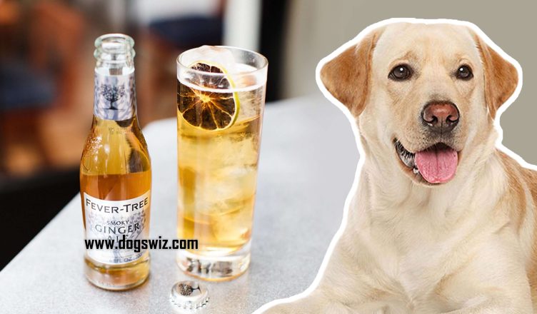 Can Dogs Drink Ginger Ale? Yes, But You Should Know This First…