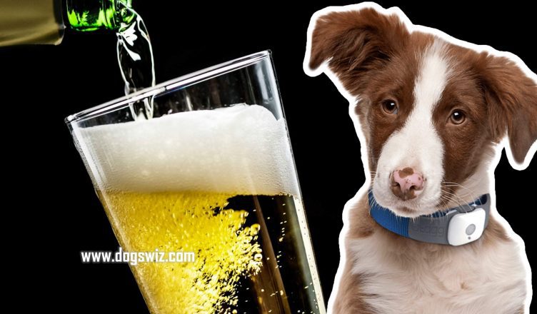 Can Dogs Drink Non-Alcoholic Beer? Why Dogs Shouldn’t Drink Non-Alcoholic Beer