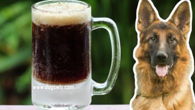 Can Dogs Drink Root Beer? No, Here Is How Root Beer Is Toxic For Dogs