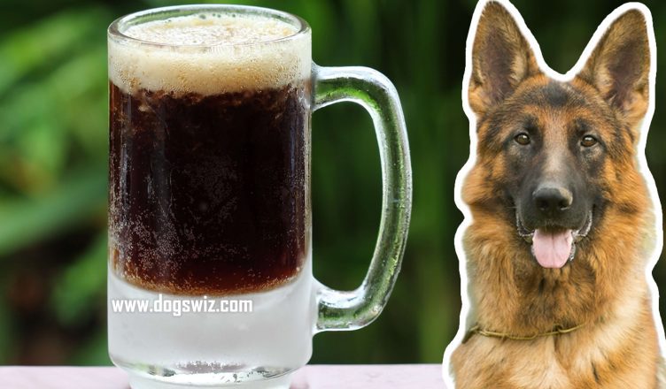Can Dogs Drink Root Beer? No, Here Is How Root Beer Is Toxic For Dogs