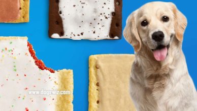 Can Dogs Eat Pop Tarts? Yes, But Consider These Things First!